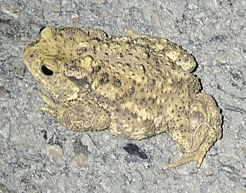 Asiatic Toad