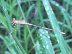 Lestes concinnus