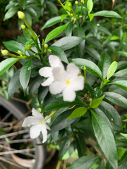 Tabernaemontana divaricata