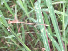 Lestes concinnus