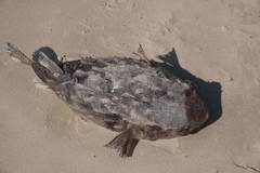 Chilomycterus reticulatus