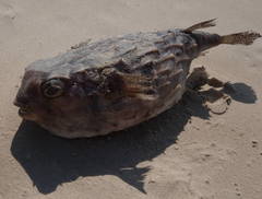 Chilomycterus reticulatus