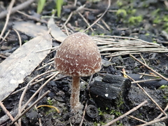 Psathyrella pennata
