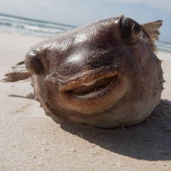 Chilomycterus reticulatus