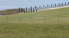 Charadrius vociferus