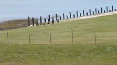 Charadrius vociferus