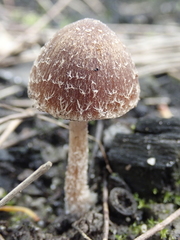 Psathyrella pennata