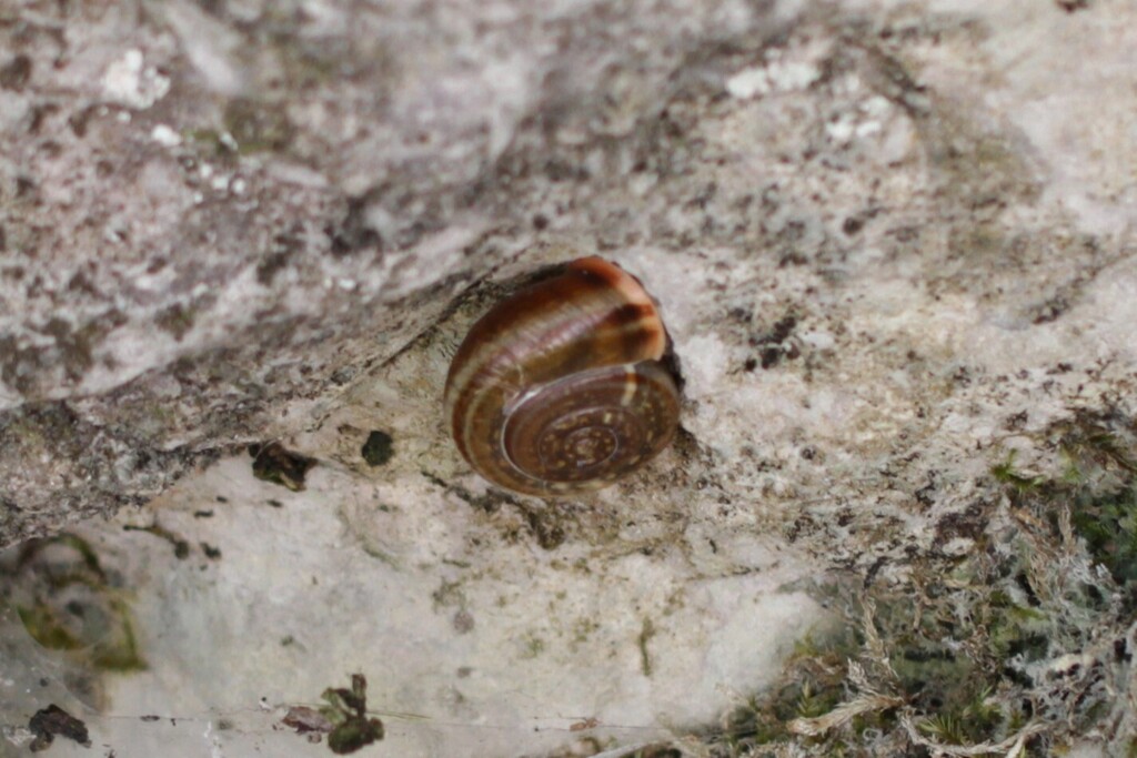 Campylaea illyrica illyrica