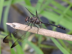 Dythemis velox