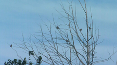 Passerculus sandwichensis