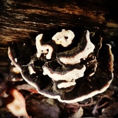 Datronia brunneoleuca