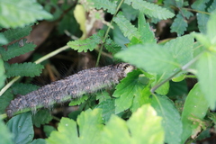 Lebeda nobilis