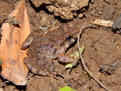 Limnonectes macrodon