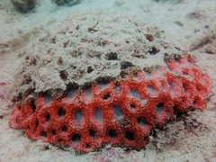 Acanthastrea