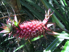 Ananas comosus bracteatus