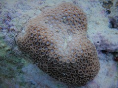 Paramontastraea serageldini