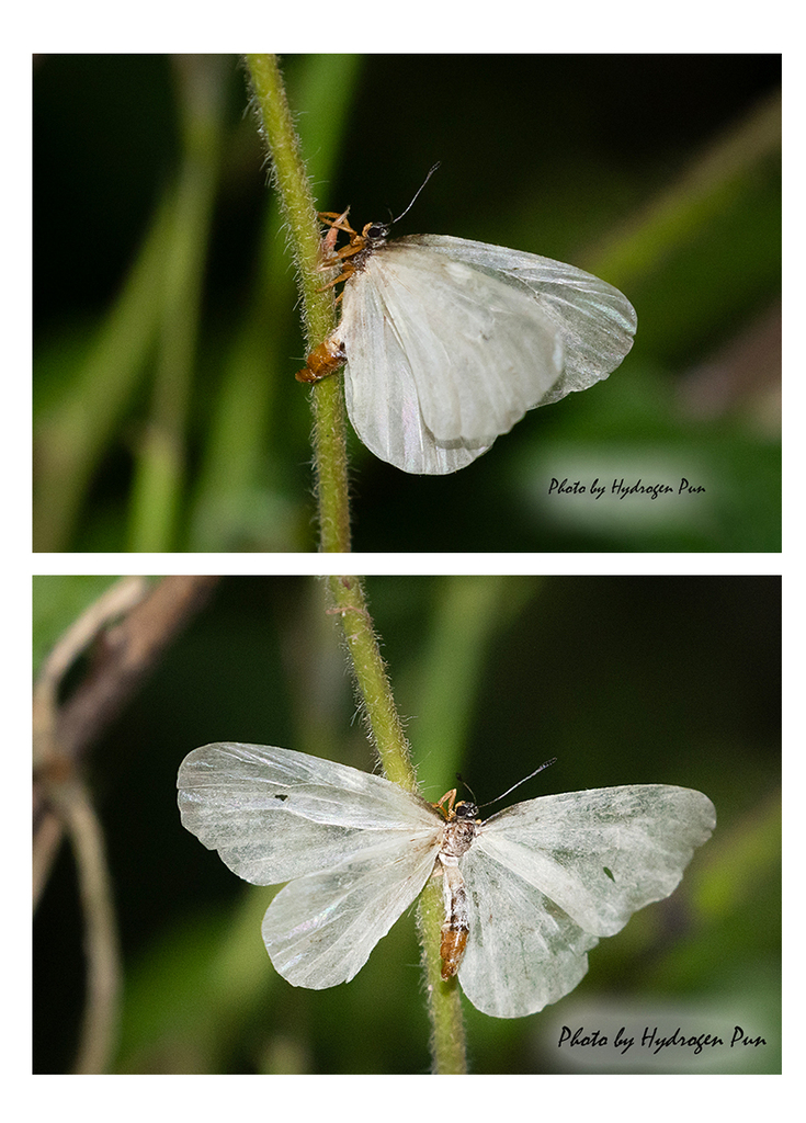 Ornipholidotos paradoxa