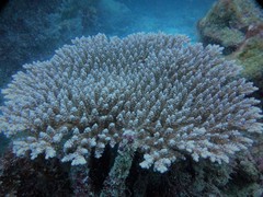 Acropora tenuis