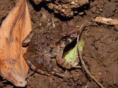 Limnonectes macrodon