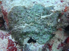 Acanthastrea
