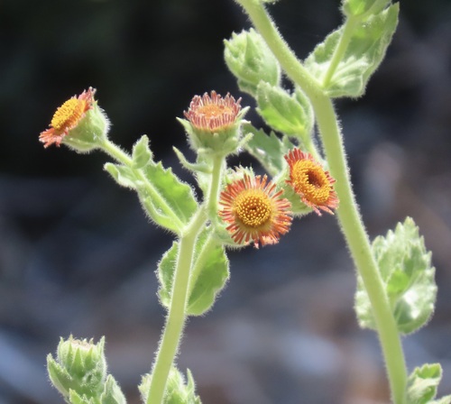 redray alpinegold (Hulsea heterochroma)
