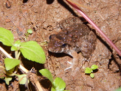 Limnonectes macrodon