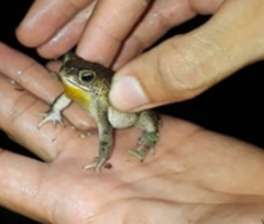 Rhinella humboldti