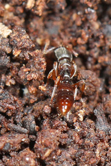 Stigmatomma pallipes