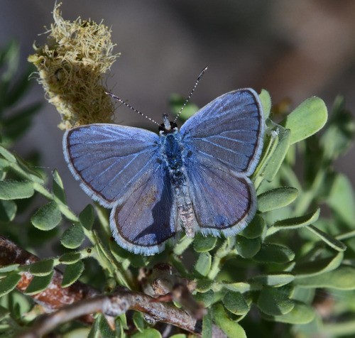 Ceraunus Blue photo 6
