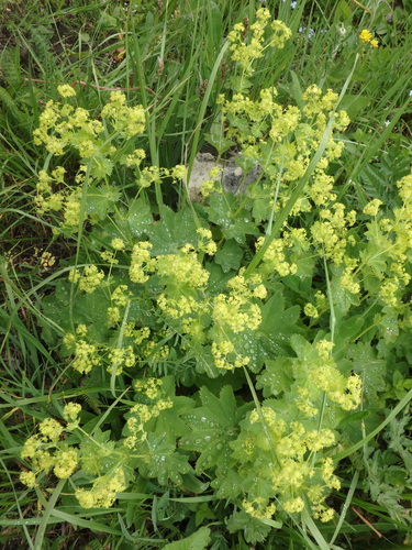 Alchemilla tredecimloba (Alchemilla tredecimloba)