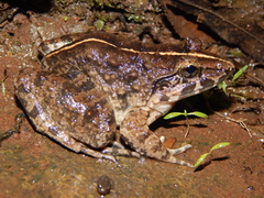 Limnonectes macrodon