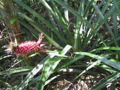 Ananas comosus bracteatus