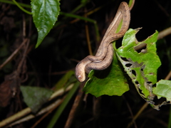 Pareas carinatus