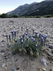 Lupinus lepidus sellulus