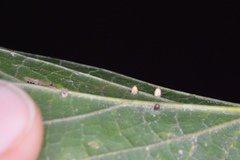 Celticecis cupiformis