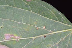 Celticecis cupiformis