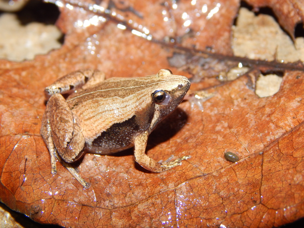 Javan Chorus Frog