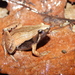 Javan Chorus Frog - Photo (c) Ganjar Cahyadi, some rights reserved (CC BY-NC), uploaded by Ganjar Cahyadi