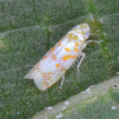 Dikrella maculata