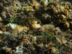 Spikefin Blenny photo 4