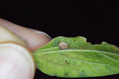 Celticecis capsularis