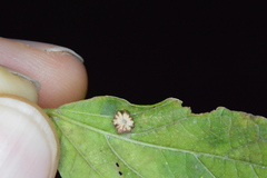 Celticecis capsularis