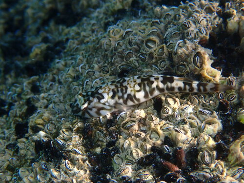 Cortez clingfish (Tomicodon boehlkei) — Gobiesocidae — 5