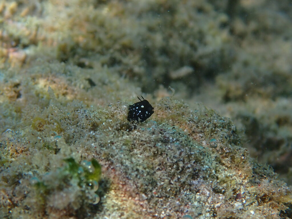 Zebraface Blenny