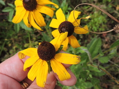 Rudbeckia hirta