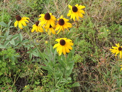 Rudbeckia hirta