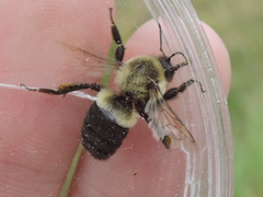 Bombus impatiens