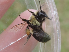 Bombus impatiens