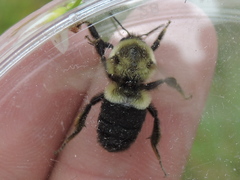 Bombus impatiens