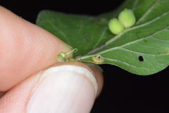 Celticecis capsularis